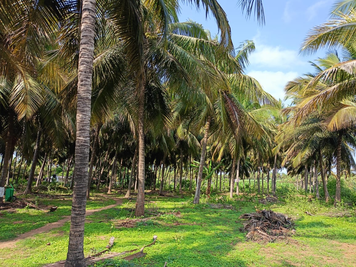 Agriculture land